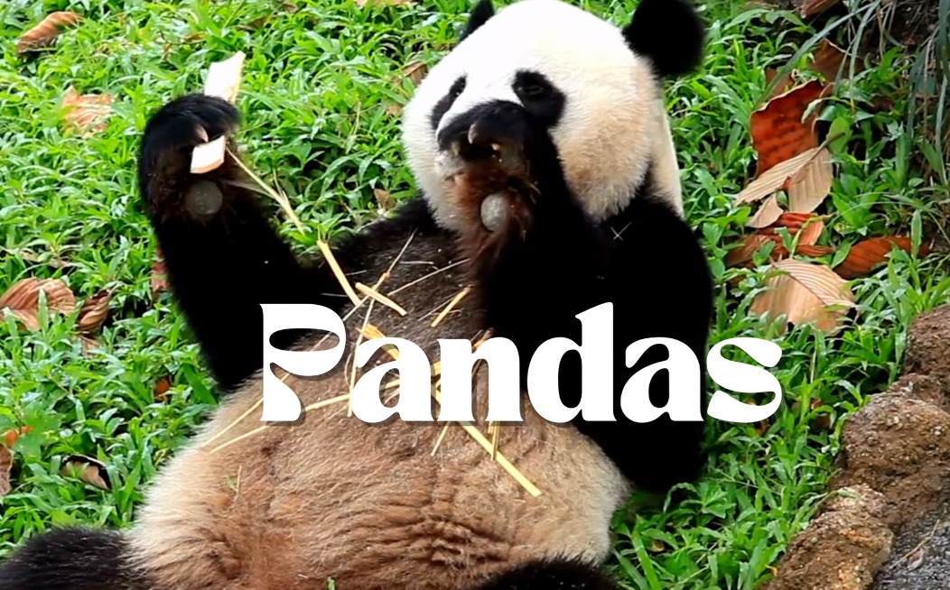 panda videos