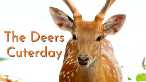 2 The-Deers-Cuterday-4K-Youtube-Cover