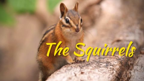 Cute Squirrels Chipmunks #Cute #cutebaby #animals #best #amazing