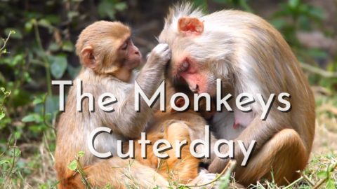 The-Monkeys-Cuterday-Cover