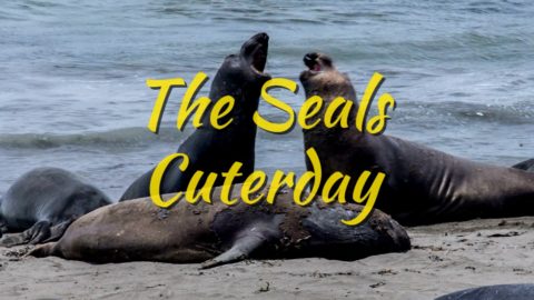 The-Seals-Cuterday-4K-cover