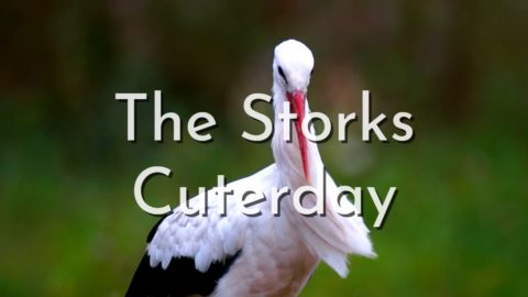 The-Storks-Cuterday-cover